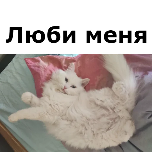 Sticker from the "Кот Красавчик" sticker pack