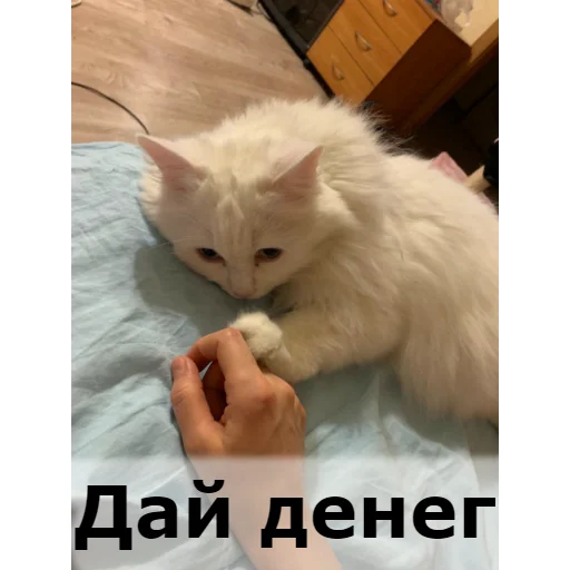 Sticker from the "Кот Красавчик" sticker pack