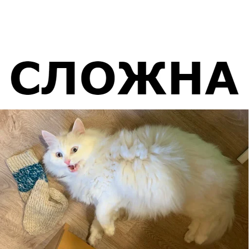 Sticker from the "Кот Красавчик" sticker pack