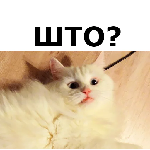 Sticker from the "Кот Красавчик" sticker pack