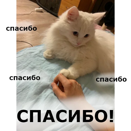 Sticker from the "Кот Красавчик" sticker pack