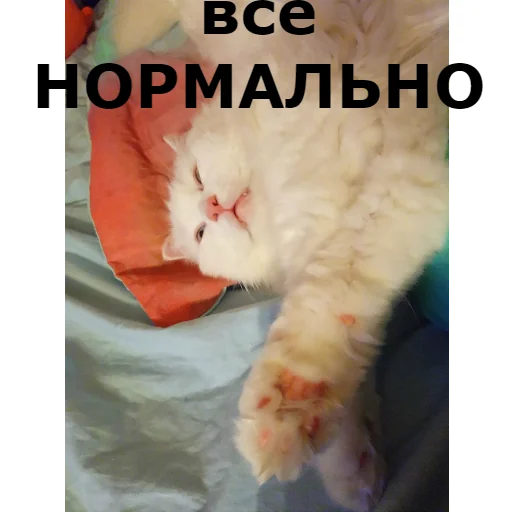 Sticker from the "Кот Красавчик" sticker pack