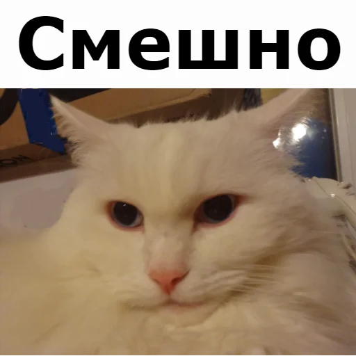 Sticker from the "Кот Красавчик" sticker pack