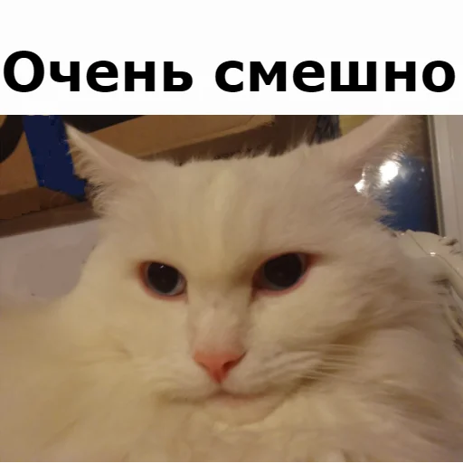 Sticker from the "Кот Красавчик" sticker pack