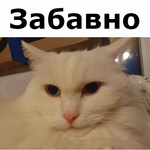 Sticker from the "Кот Красавчик" sticker pack