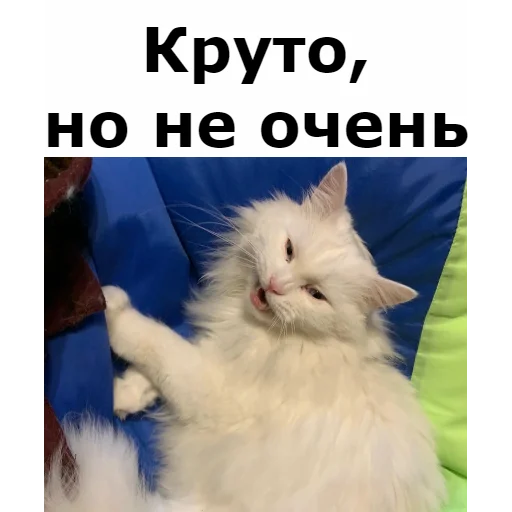 Sticker from the "Кот Красавчик" sticker pack