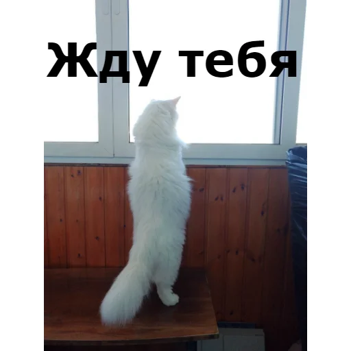 Sticker from the "Кот Красавчик" sticker pack