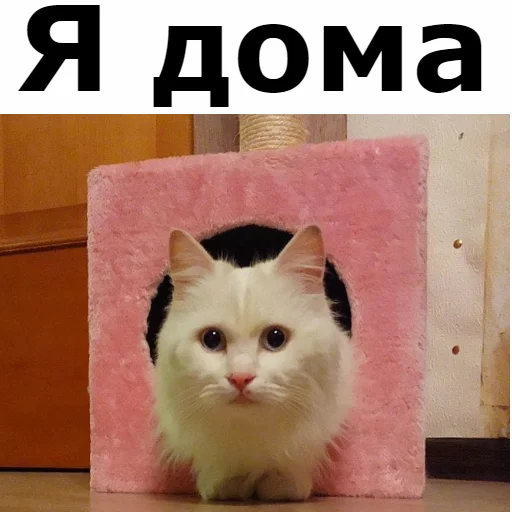 Sticker from the "Кот Красавчик" sticker pack