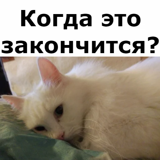 Sticker from the "Кот Красавчик" sticker pack