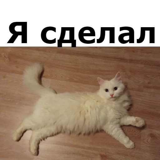 Sticker from the "Кот Красавчик" sticker pack