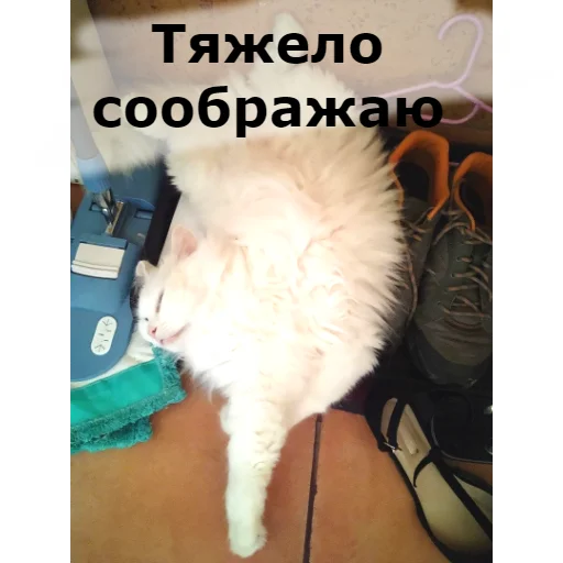 Sticker from the "Кот Красавчик" sticker pack