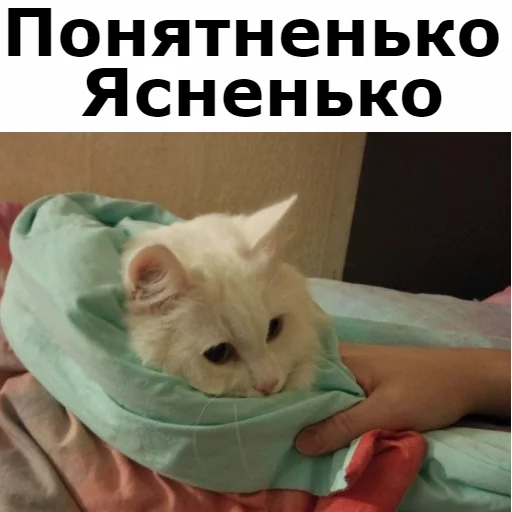 Sticker from the "Кот Красавчик" sticker pack