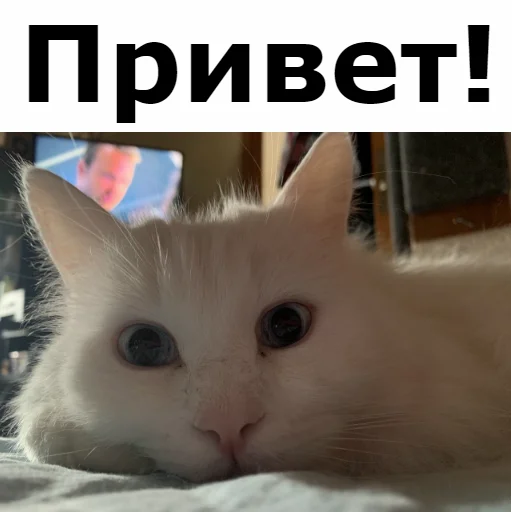 Sticker from the "Кот Красавчик" sticker pack