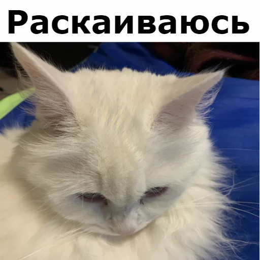 Sticker from the "Кот Красавчик" sticker pack