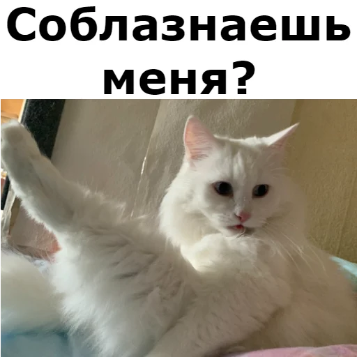 Sticker from the "Кот Красавчик" sticker pack