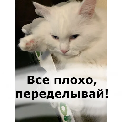 Sticker from the "Кот Красавчик" sticker pack