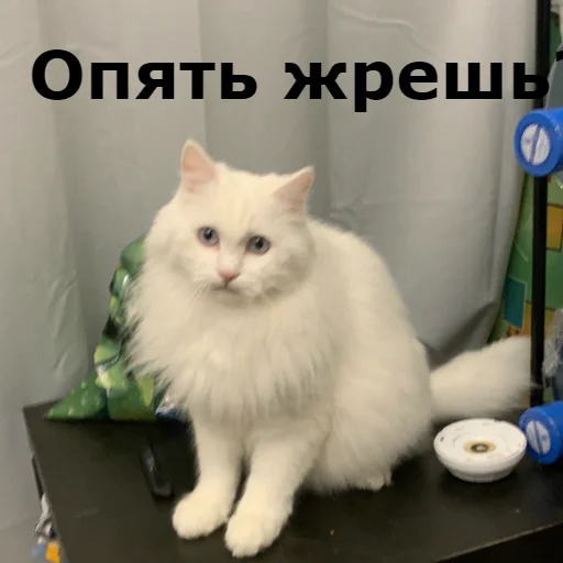 Sticker from the "Кот Красавчик" sticker pack