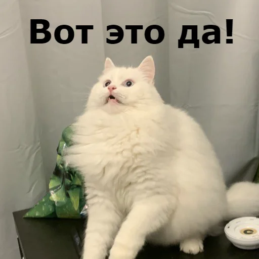 Sticker from the "Кот Красавчик" sticker pack