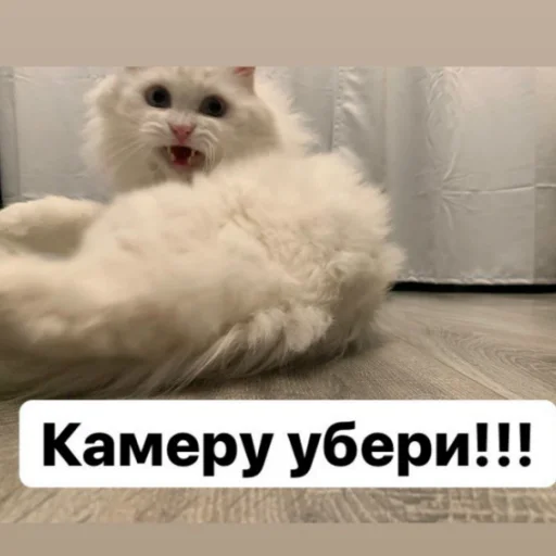 Sticker from the "Кот Красавчик" sticker pack