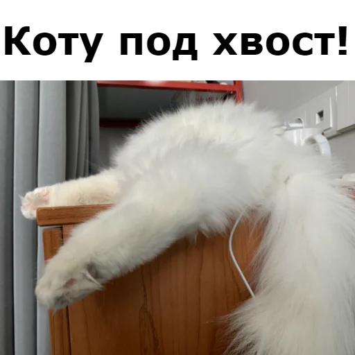 Sticker from the "Кот Красавчик" sticker pack