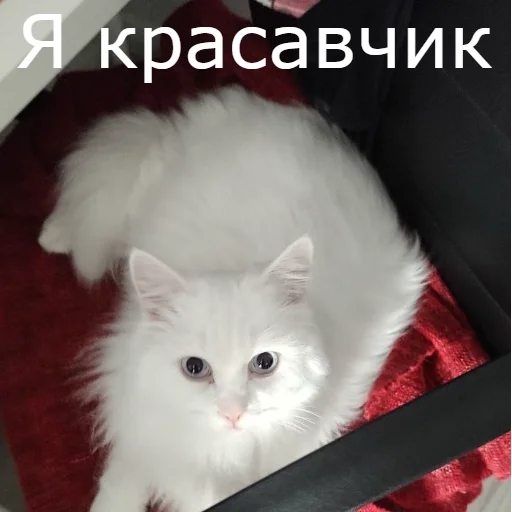 Sticker from the "Кот Красавчик" sticker pack