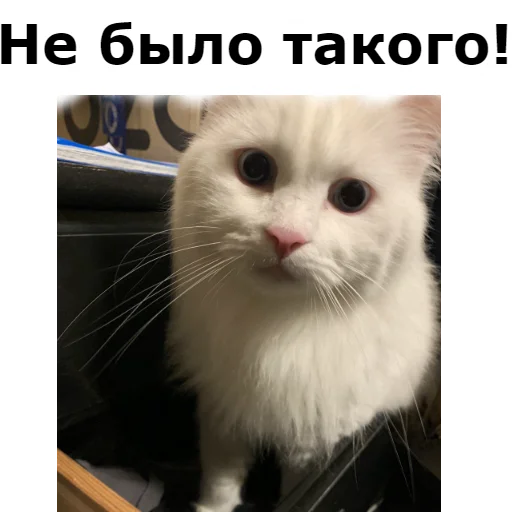 Sticker from the "Кот Красавчик" sticker pack