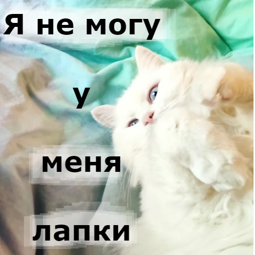 Sticker from the "Кот Красавчик" sticker pack