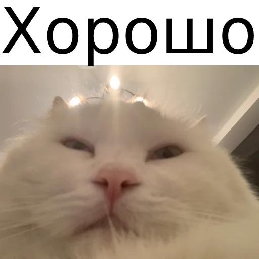 Sticker from the "Кот Красавчик" sticker pack