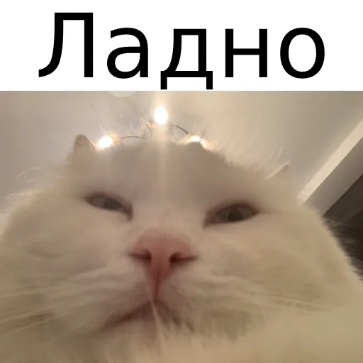 Sticker from the "Кот Красавчик" sticker pack