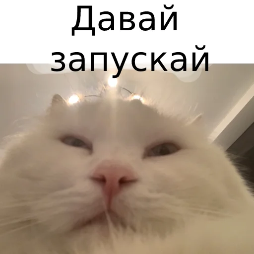 Sticker from the "Кот Красавчик" sticker pack