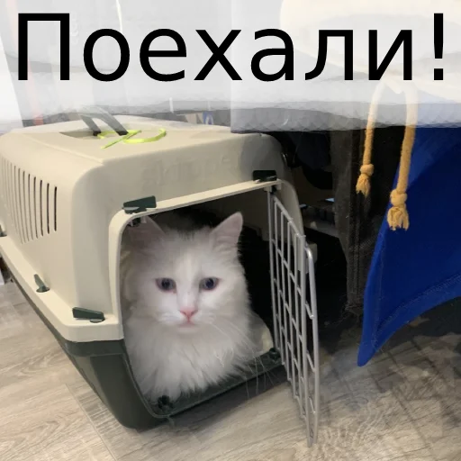 Sticker from the "Кот Красавчик" sticker pack