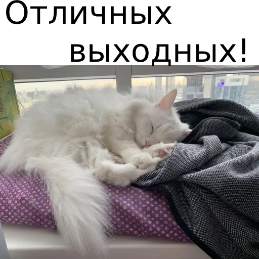 Sticker from the "Кот Красавчик" sticker pack