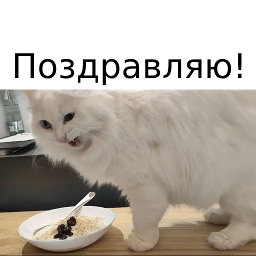 Sticker from the "Кот Красавчик" sticker pack