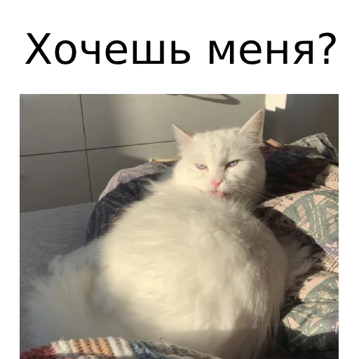 Sticker from the "Кот Красавчик" sticker pack