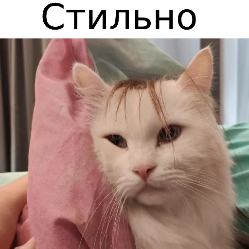 Sticker from the "Кот Красавчик" sticker pack