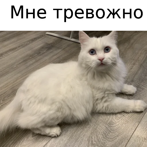 Sticker from the "Кот Красавчик" sticker pack