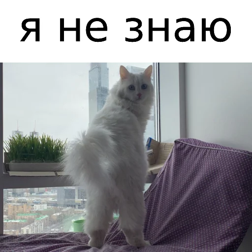 Sticker from the "Кот Красавчик" sticker pack