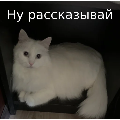 Sticker from the "Кот Красавчик" sticker pack