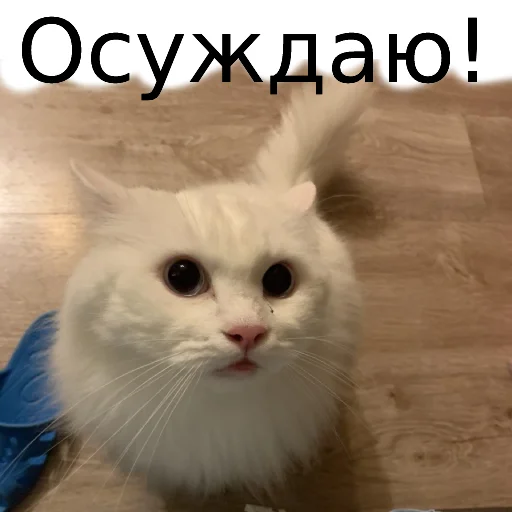 Sticker from the "Кот Красавчик" sticker pack