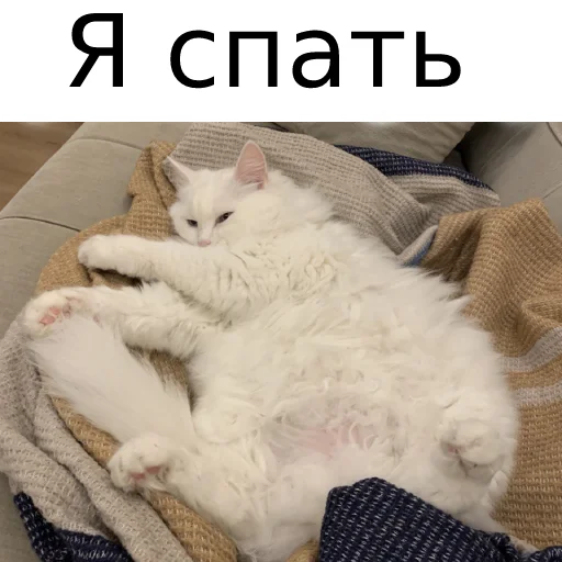 Sticker from the "Кот Красавчик" sticker pack