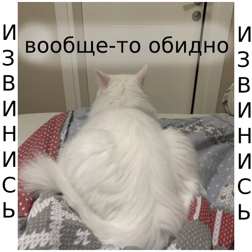 Sticker from the "Кот Красавчик" sticker pack