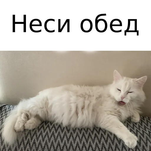 Sticker from the "Кот Красавчик" sticker pack