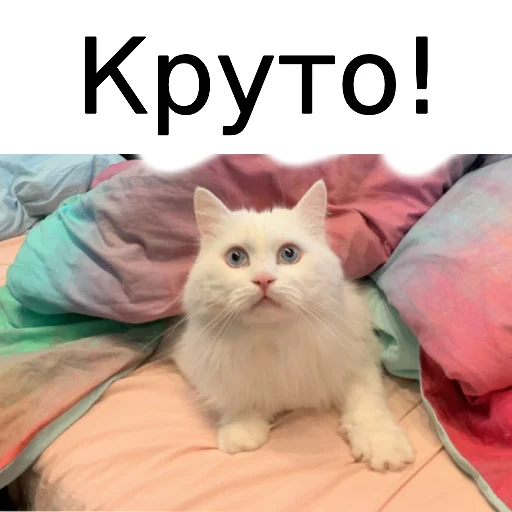 Sticker from the "Кот Красавчик" sticker pack