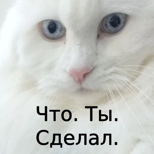 Sticker from the "Кот Красавчик" sticker pack