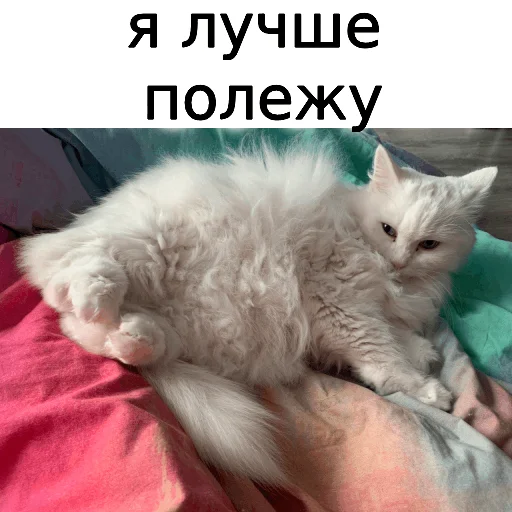 Sticker from the "Кот Красавчик" sticker pack