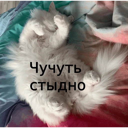 Sticker from the "Кот Красавчик" sticker pack