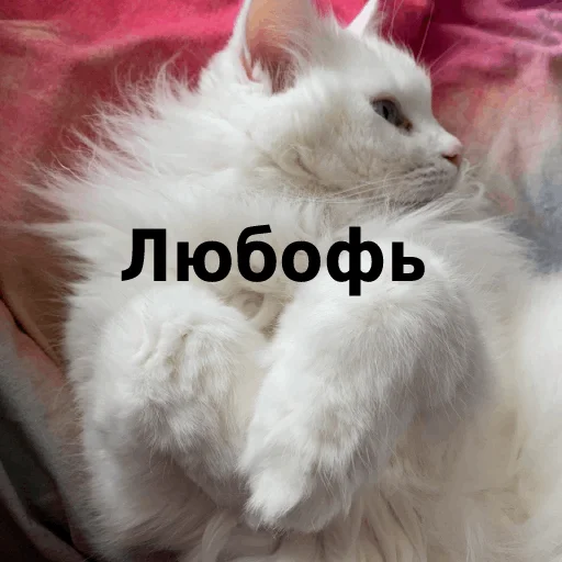 Sticker from the "Кот Красавчик" sticker pack