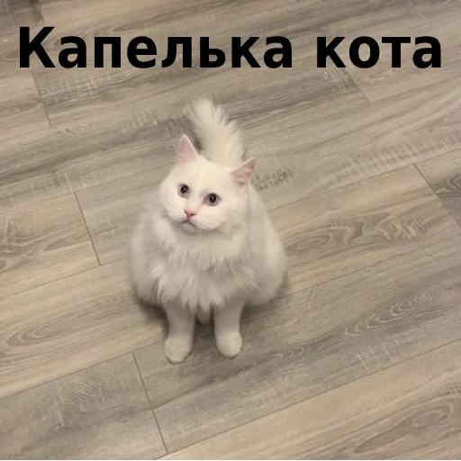 Sticker from the "Кот Красавчик" sticker pack