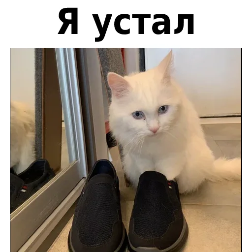 Sticker from the "Кот Красавчик" sticker pack