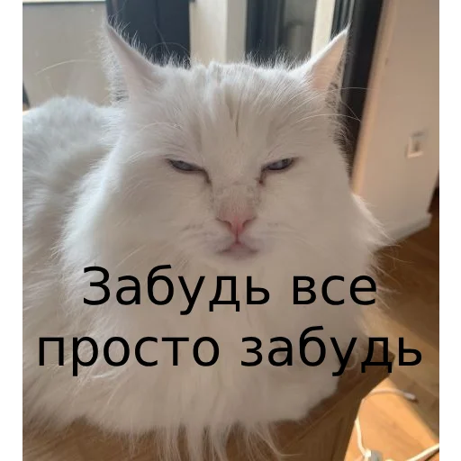 Sticker from the "Кот Красавчик" sticker pack